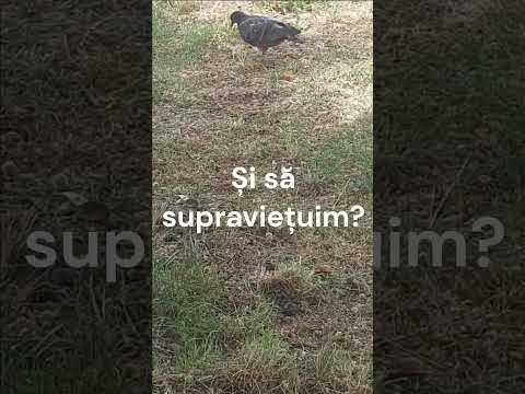 Ce instanță ne asigură supraviețuirea indiferent de adversități?