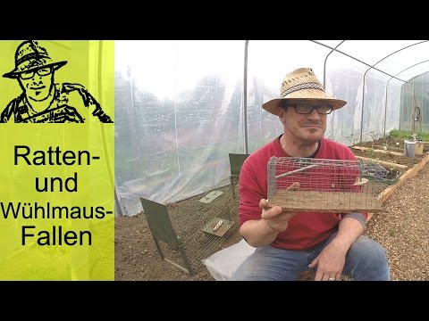 Rats and voles - the best traps