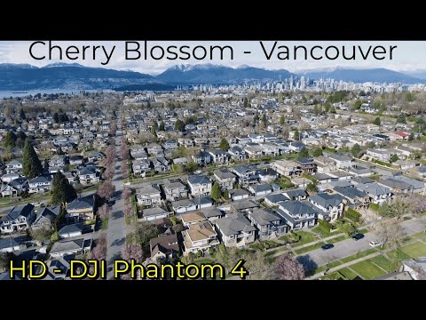 2021 Vancouver, BC - 4K Drone Stock Footage - Spring Cherry Blossoms - Filmed by Alex Burry