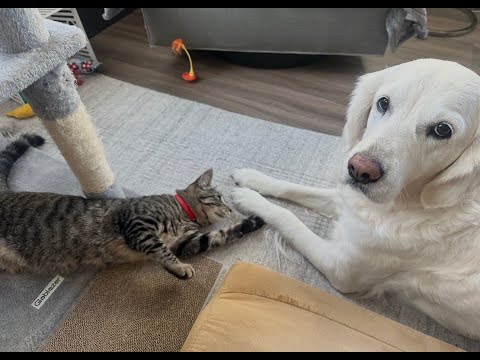 Episode 3075 - The Scott Adams School 01/19/26