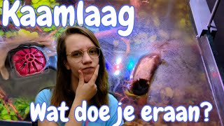 KAAMLAAG: Wat is het en hoe kom je ERAF? //Nickey//