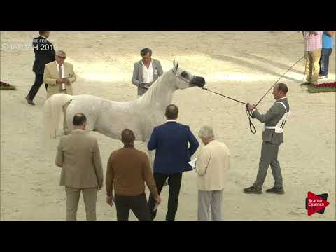 N 180 PEPITA   Sharjah International 2019