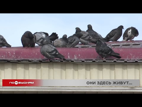 Планирует ли администрации Иркутска бороться с нашествием голубей возле цирка?