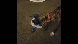 trixie flower tower dog active, strategy game level 3, treat dispensing