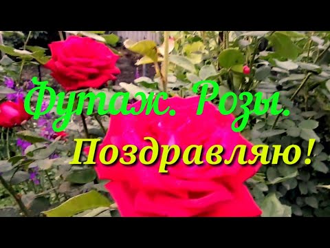 Футаж. Розы. Поздравляю!//Footage. Roses. Congratulation