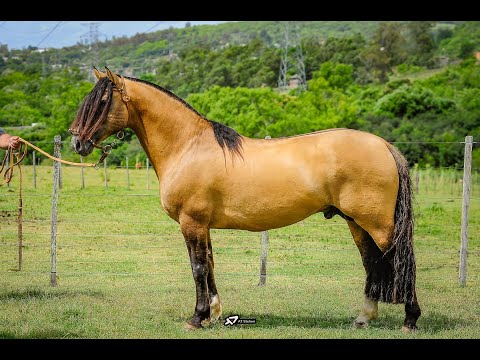 01 - LA CASTELLANA IMPLEXO