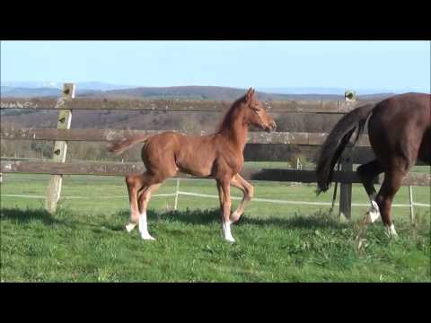 *2017 Stutfohlen von Vivaldi - Dancier