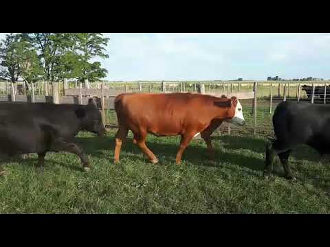 36 Novillos Exportación de 530 Kg. Gregorio Aberasturi SRL