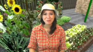 Bird House Metal Roof Wren Birdhouse Review