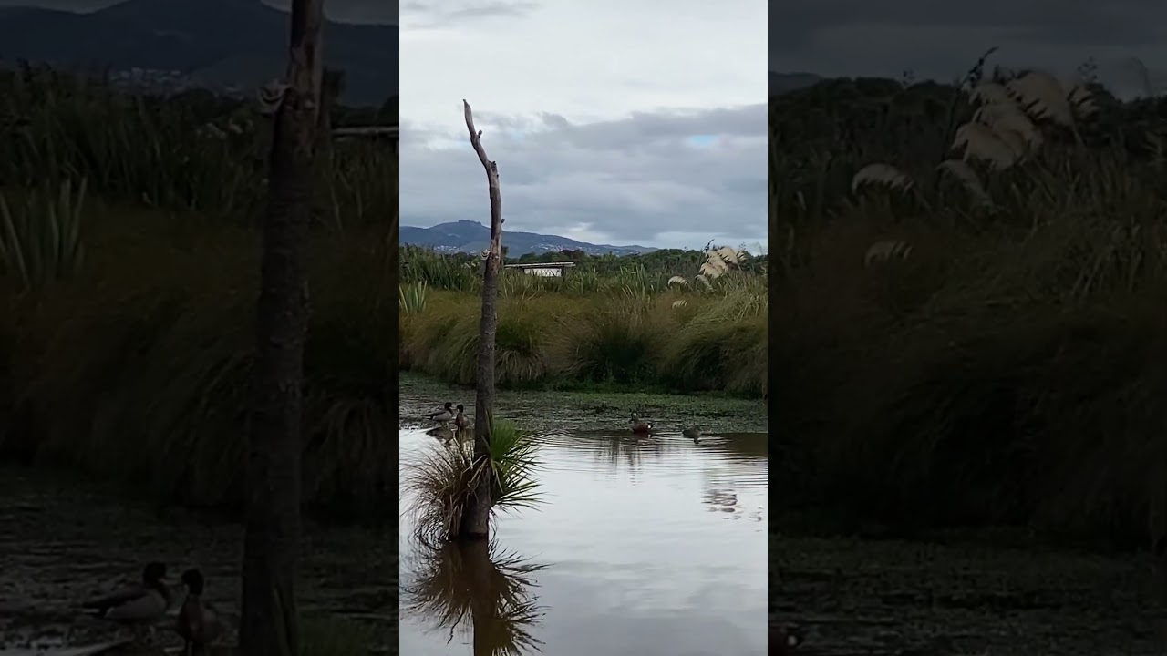 YouTube Short thumbnail