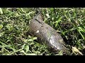 Fishing Field Unbelievable Catching Catfish N Snakehead Fish Under Grass New Method Fishing
