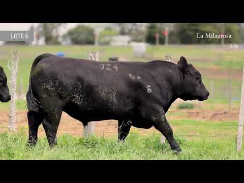 LOTE 6 LM 696 COURAGE CONFIDENCE 2005 – 724 NAP TAMBOR 1313 – 740 NAP TAMBOR 914