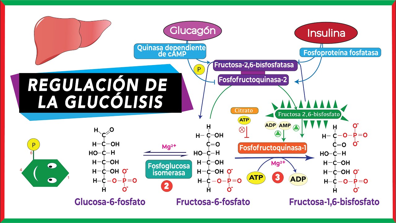 Regulación alostérica y hormonal de la glucólisis