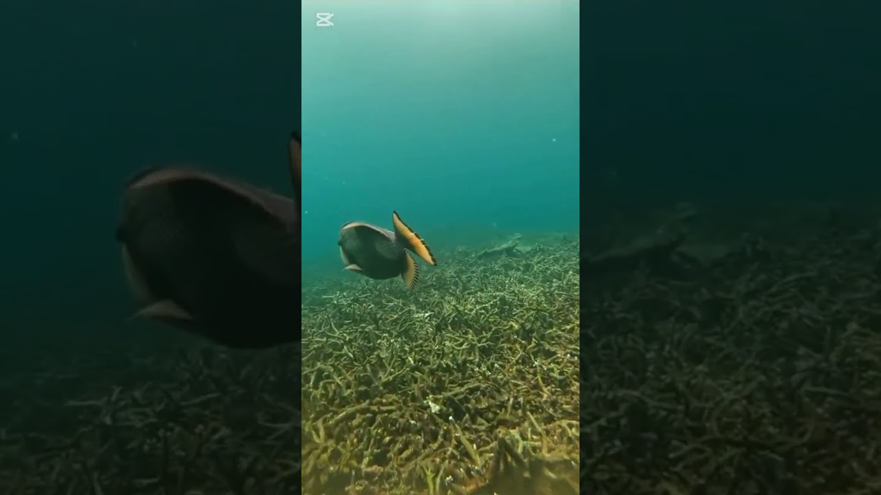 YouTube Short thumbnail