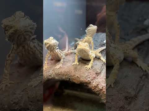 How to pick a healthy Bearded Dragon