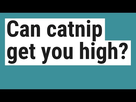 Can catnip get you high?