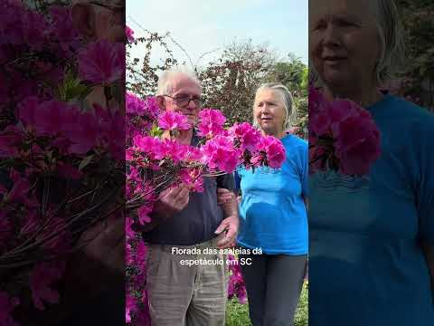 Floração das azaleias em Lontras, Santa Catarina. São cultivadas por Egon e Eleonora Hoppe.