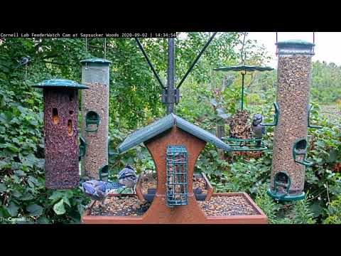 Blue Jays Descend On Cornell Feeders – Sept. 4, 2020