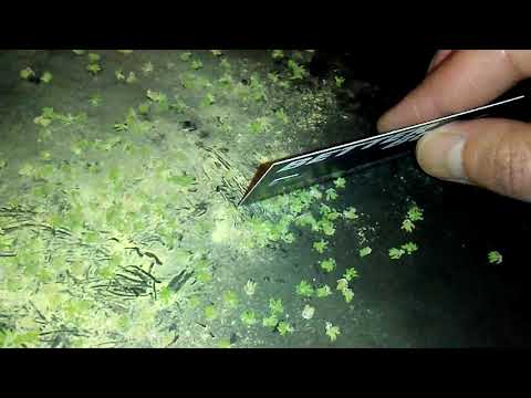 Collecting Cannabis Pollen :)