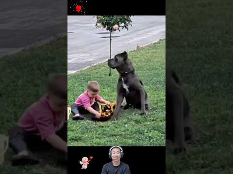 The number one protector for baby🐾😊🐶 #Dog #baby #funny #protector #viral #foryou