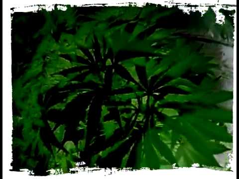 EARL 16 alongside ZION TRAIN - GIVE ME GOOD SENSI