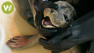 Baby seals of the North Sea coast: Cute - but please do not touch!