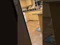 Deaf Cat Screams Insanely Cause She Miss Her Owner