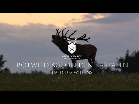 Die Jagd des Willens – Auf den König der Wälder | Rotwildjagd in den Karpaten | K&K Premium Jagd