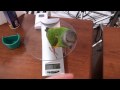 Kili Senegal Parrot Flighted Potty Trained Parrot Going About Daily Business
