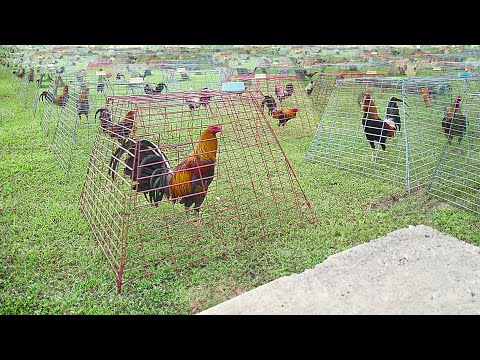 Inside Genius Farm Techniques To Breed Elite Roosters