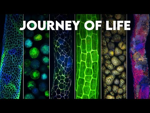 Journey Through the Hidden Minds of Nature