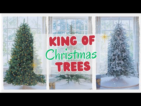 4 Best King Of Christmas Trees 2026
