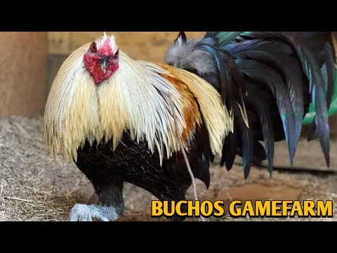 Black Grey Brownred Hatch - Buchos Gamefarm