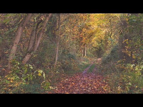 🌳 4K - Relaxing Nature Sounds For Stress Relief, Forest Sounds, Bird Song, ASMR