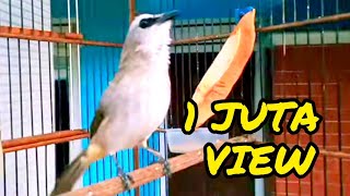 Download lagu Ropelan Trucuk Kebo Super Mewah Di tawar Mahal mp3