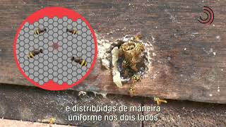 Miniatura do vídeo
