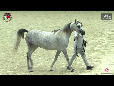 N 91 DALAL ALBIDAYER   Sharjah International Arabian Horse Festival 2023   Mares 4 to 6 Yrs  Old Cla