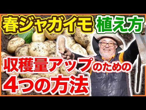 植える前にジャガイモを準備する方法