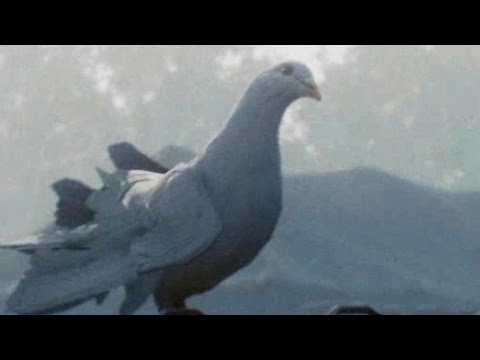 Battlefield 1 Pigeon 4K Gameplay - POETIC