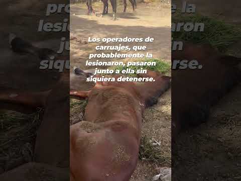 Nunca tomes paseos en carruajes tirados por caballos.