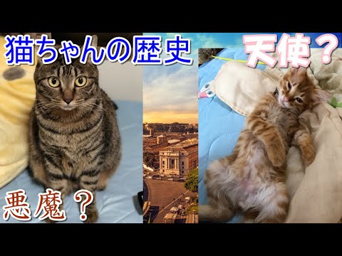 マンダリン (猫)について詳しく解説