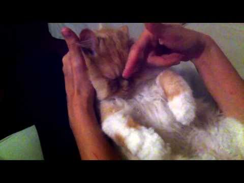 É assim que eu durmo no colo da minha mãe!