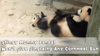 Stingy Mommy Panda! Won&#39;t Give JingLiang Any Cornmeal Bun | iPanda