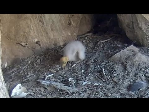 California Condors | Baby Condor alone in nest | May 22, 2022