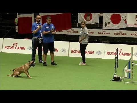 malinois agility world champion