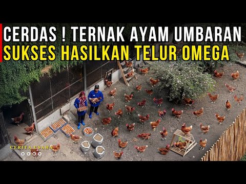 Free-range chicken farming produces healthier omega eggs and odor-free coops | BUSINESS STORY