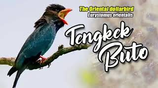 Download lagu masteran tengkek buto 10 jam nonstop mp3 Download lagu masteran tengkek buto 10 jam nonstop mp3