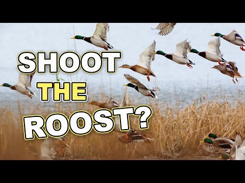 Duck Hunting the Roost! | Should You Ever Do It?