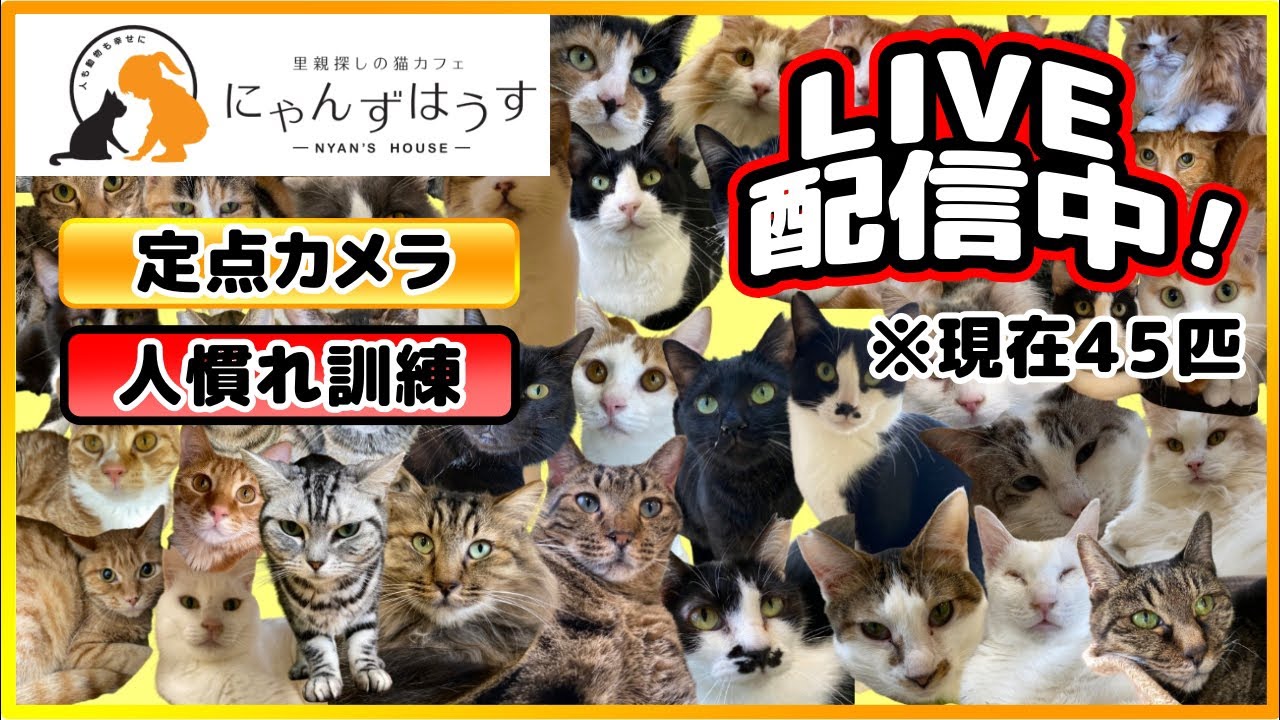 おやつで豹変する４５匹の猫をご覧ください【生配信】