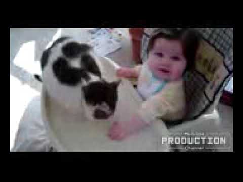 Babies annoying cats – Funny baby & cat compilation 144p